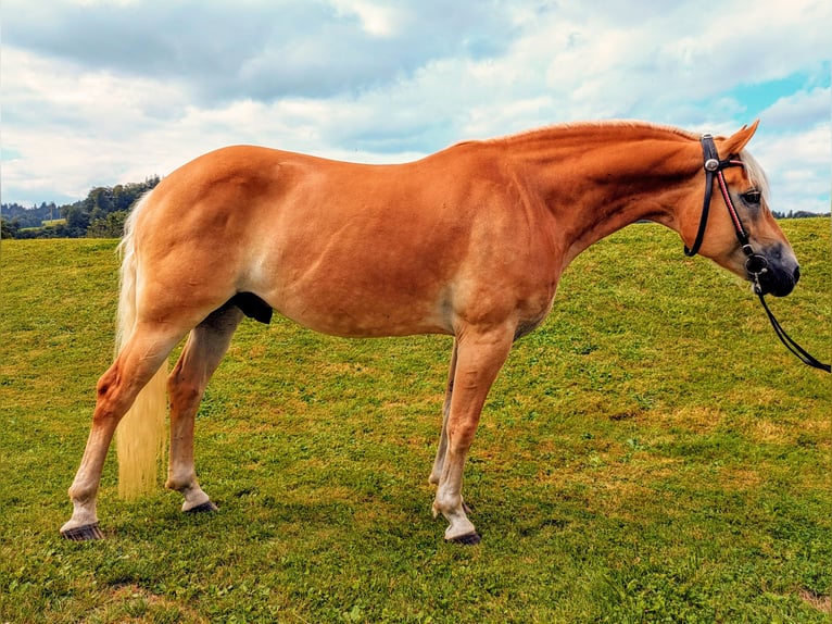 Haflinger Hongre 10 Ans 152 cm Alezan in Grünenmatt