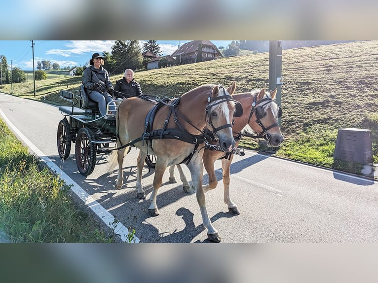 Haflinger Hongre 10 Ans 152 cm Alezan in Grünenmatt