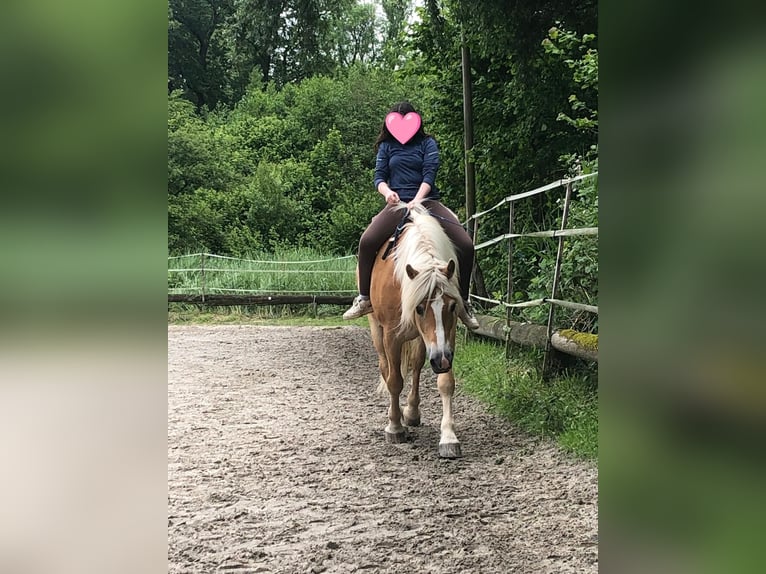 Haflinger Hongre 10 Ans 152 cm Alezan in Mettmann