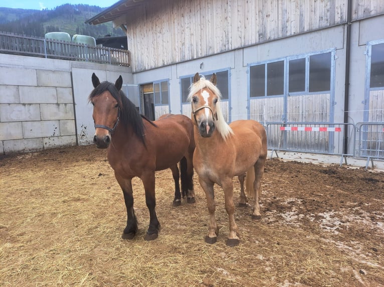 Haflinger Hongre 10 Ans 152 cm in Obertilliach