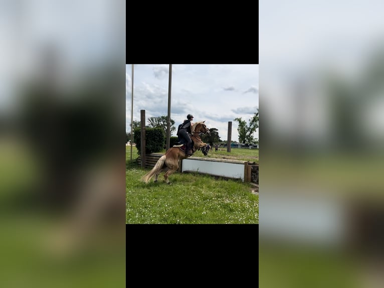Haflinger Hongre 10 Ans 153 cm Alezan brûlé in Stutensee