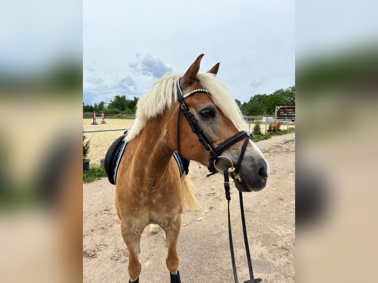 Haflinger Hongre 10 Ans 153 cm Alezan brûlé in Stutensee