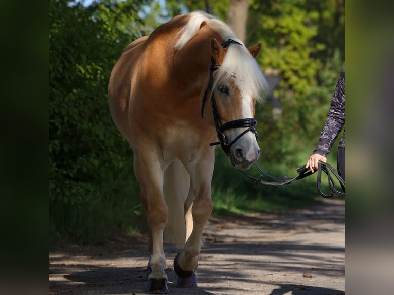 Haflinger Hongre 10 Ans 154 cm Alezan in Adelheidsdorf