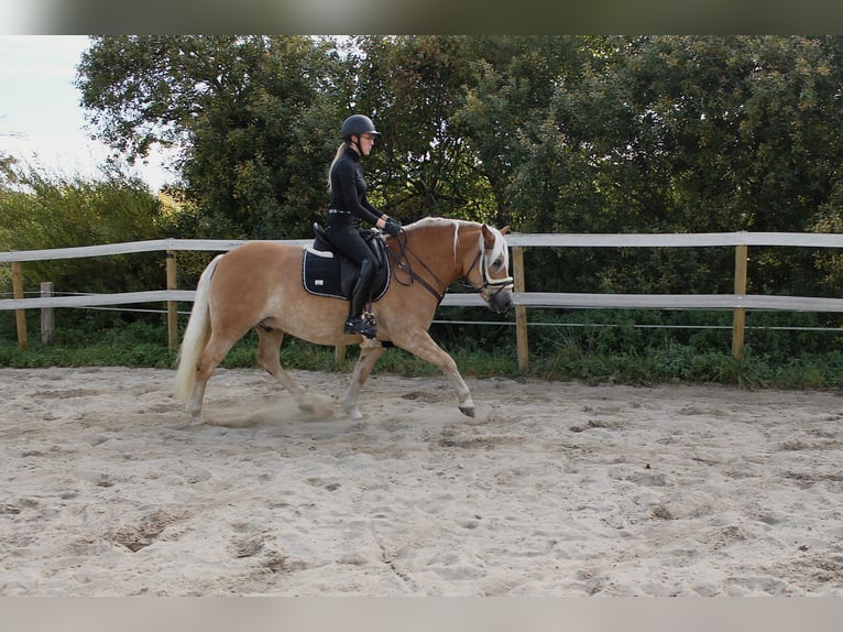 Haflinger Hongre 10 Ans 155 cm in Seeth
