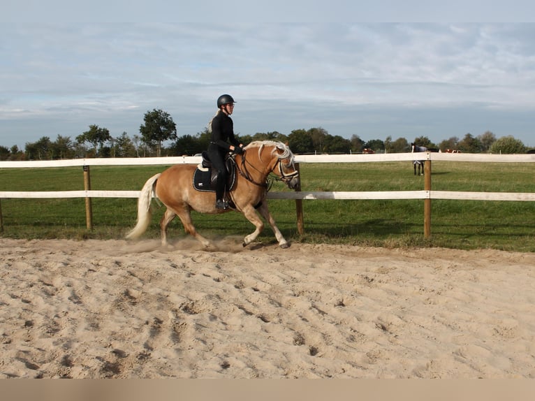 Haflinger Hongre 10 Ans 155 cm in Seeth