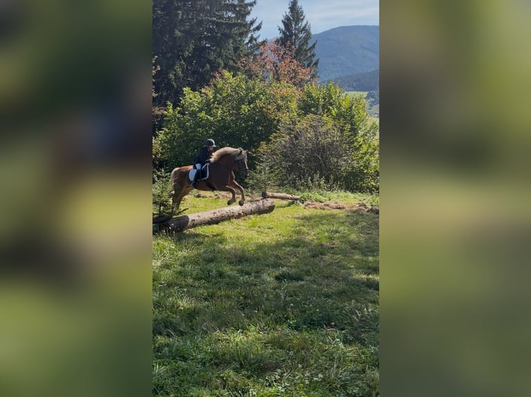 Haflinger Hongre 10 Ans 157 cm Alezan in Mariapfarr