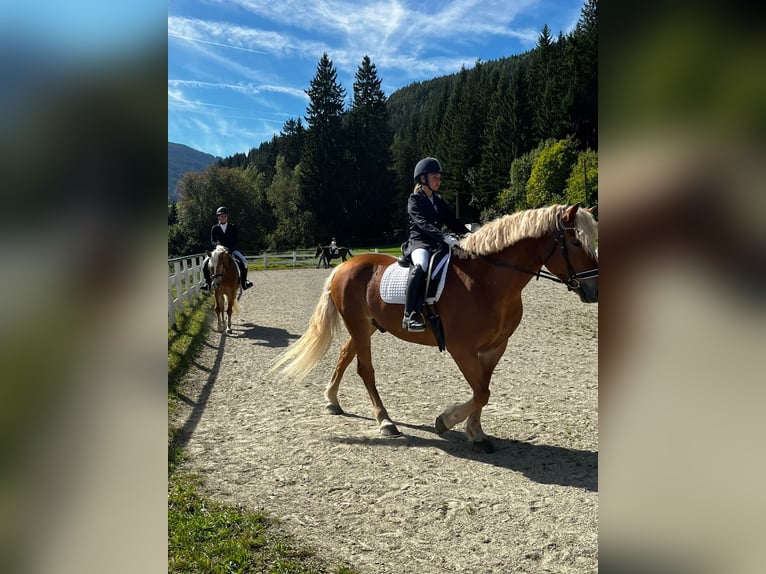 Haflinger Hongre 10 Ans 157 cm Alezan in Mariapfarr