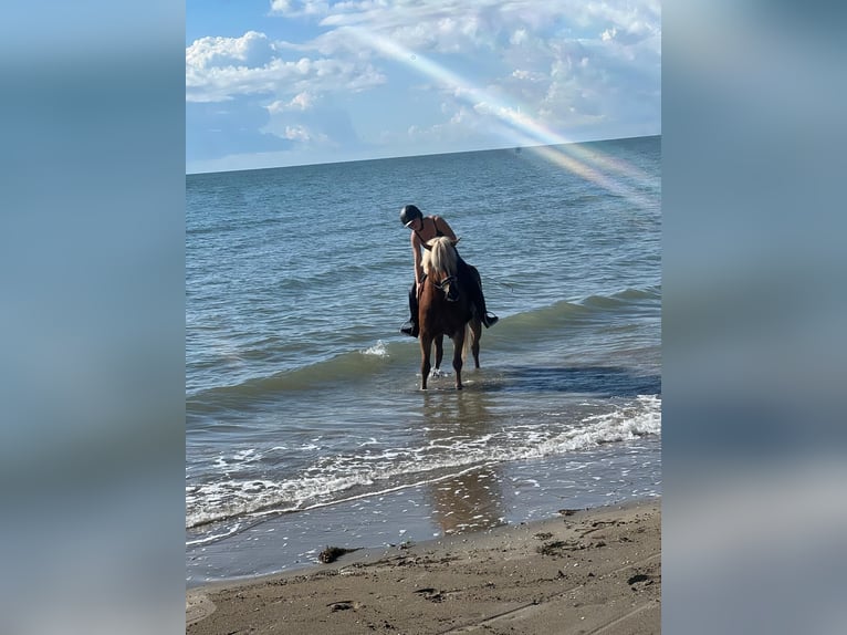 Haflinger Hongre 10 Ans 157 cm Alezan in Mariapfarr