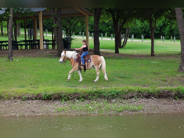 Haflinger Hongre 10 Ans Alezan brûlé in Forney