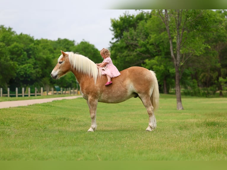Haflinger Hongre 10 Ans Alezan brûlé in Forney