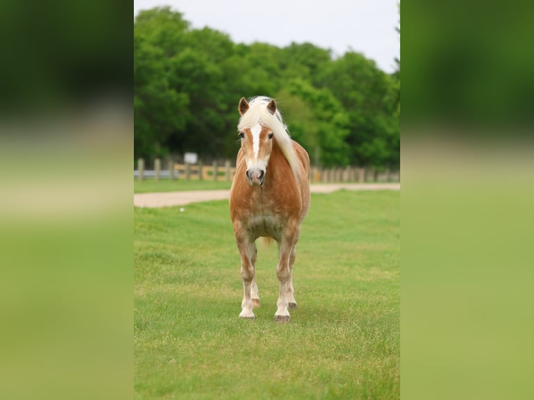 Haflinger Hongre 10 Ans Alezan brûlé in Forney