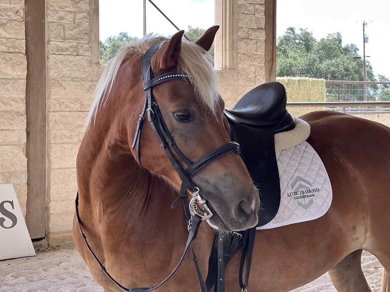 Haflinger Hongre 11 Ans 132 cm Alezan brûlé in Canyon TX
