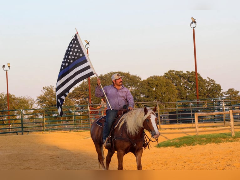 Haflinger Hongre 11 Ans 142 cm Alezan brûlé in Stephenville TX