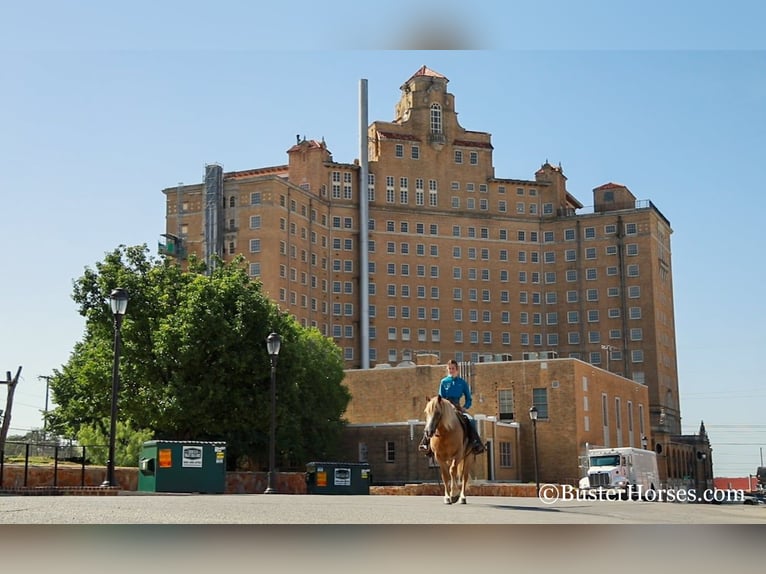 Haflinger Hongre 11 Ans 142 cm Alezan brûlé in Weatherford TX