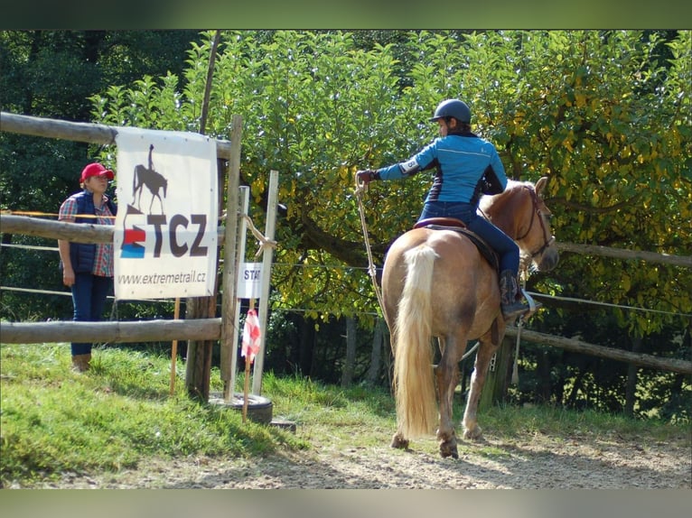 Haflinger Hongre 11 Ans 145 cm Palomino in Ceske Budejovice