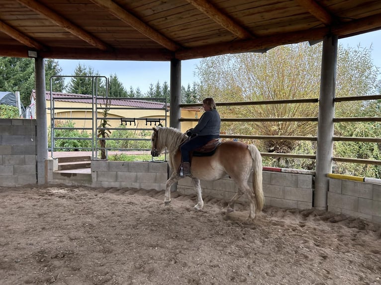 Haflinger Hongre 11 Ans 145 cm Palomino in Ceske Budejovice