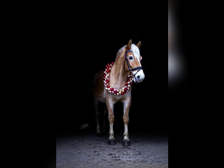 Haflinger Hongre 11 Ans 149 cm Palomino in Oldendorf