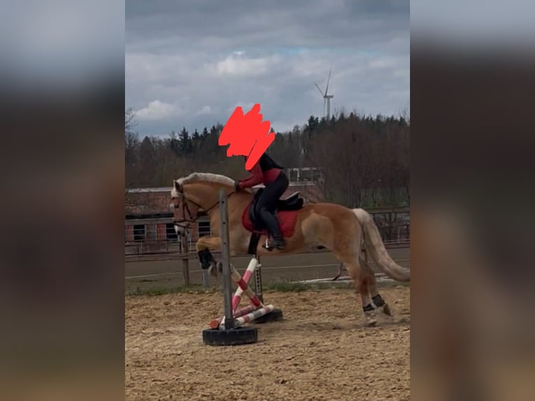 Haflinger Hongre 11 Ans 149 cm Palomino in Oldendorf