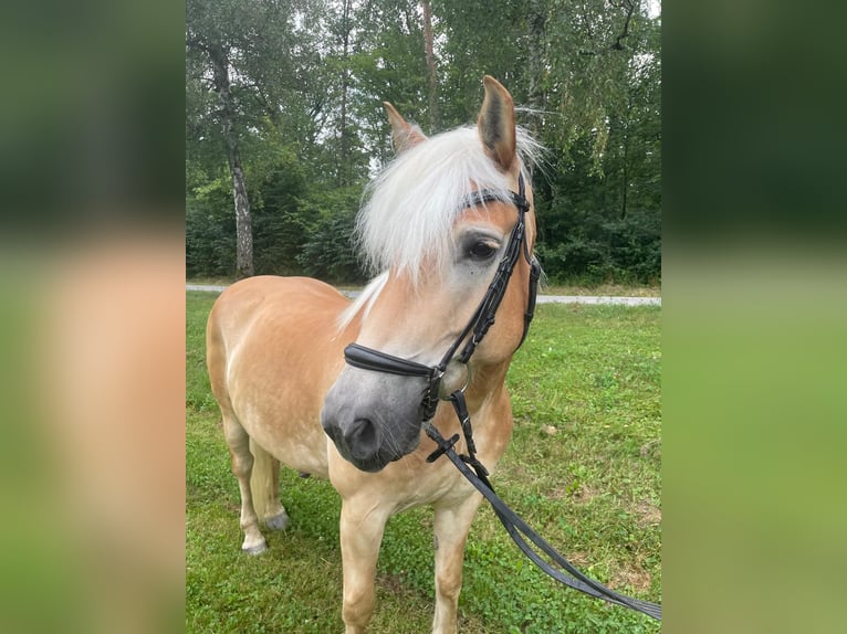 Haflinger Hongre 11 Ans 150 cm Bai clair in Leingarten