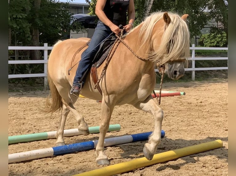 Haflinger Hongre 11 Ans 150 cm Palomino in Horbach