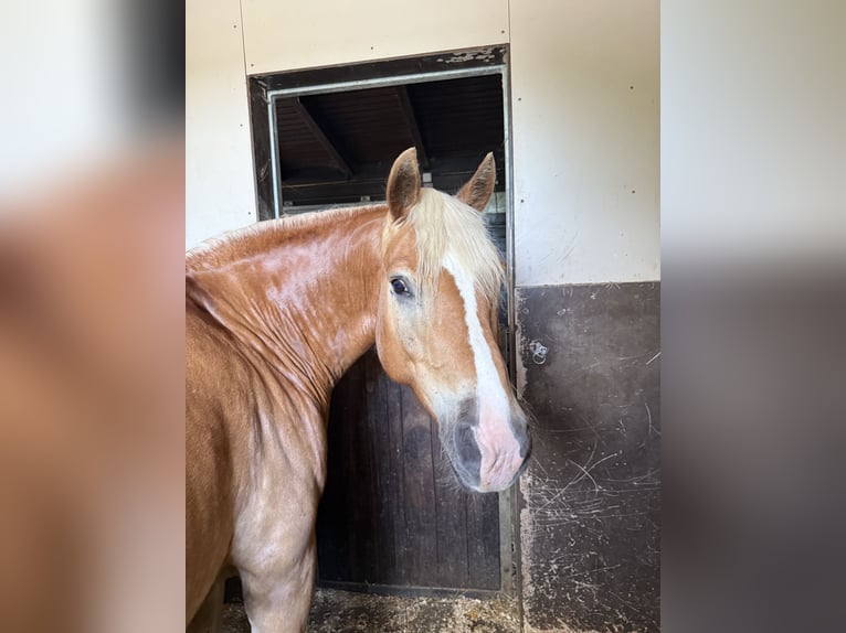 Haflinger Hongre 11 Ans 150 cm Palomino in Wetzlar