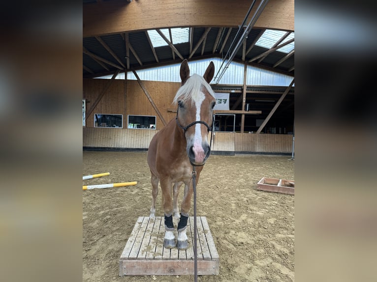 Haflinger Hongre 11 Ans 150 cm Palomino in Wetzlar