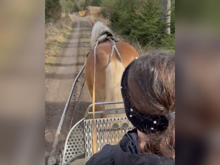 Haflinger Hongre 11 Ans 151 cm Alezan in Haldenwang