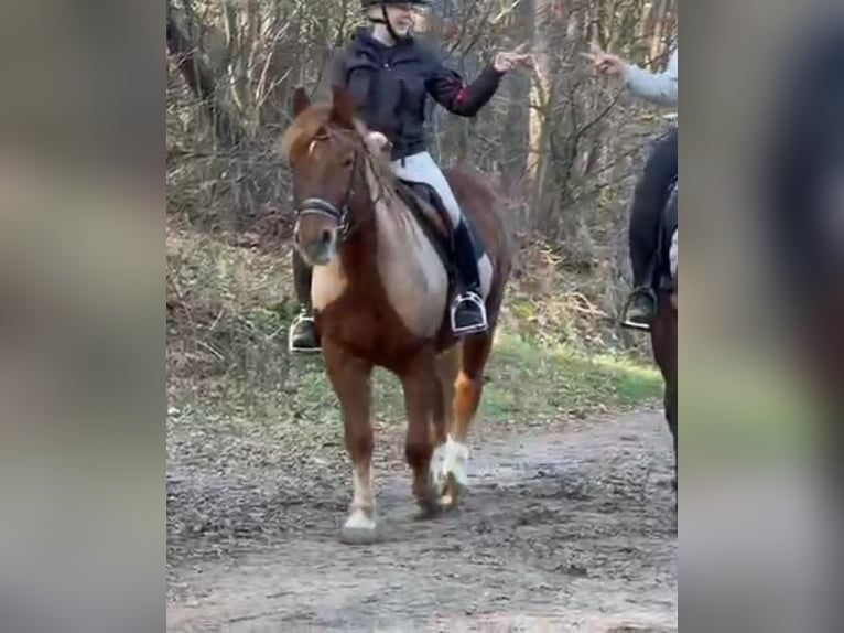 Haflinger Croisé Hongre 11 Ans 153 cm Alezan in Nettetal