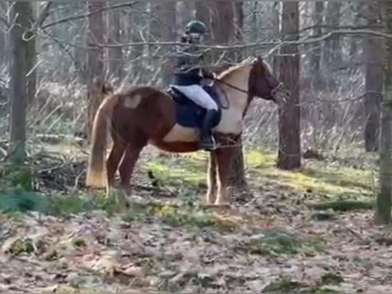Haflinger Croisé Hongre 11 Ans 153 cm Alezan in Nettetal