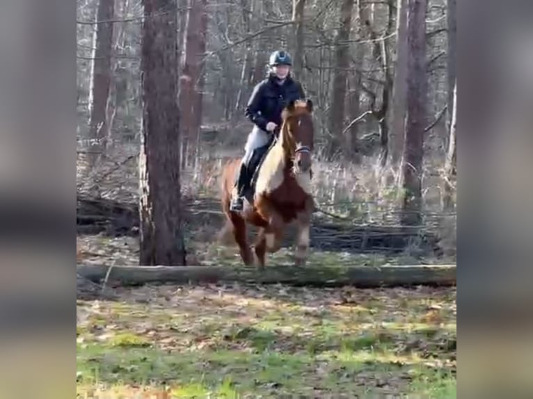Haflinger Croisé Hongre 11 Ans 153 cm Alezan in Nettetal