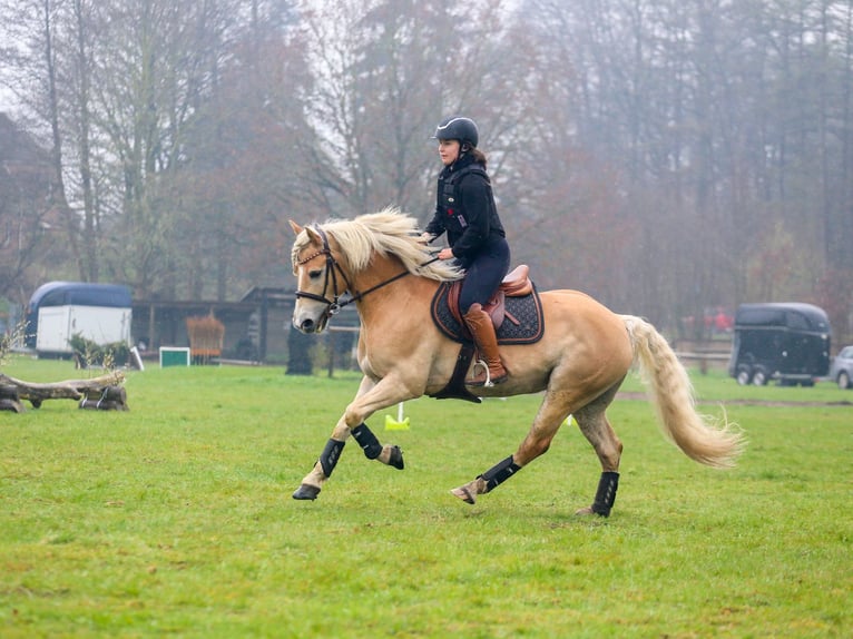 Haflinger Hongre 11 Ans 154 cm Alezan in Hamburg Spadenland