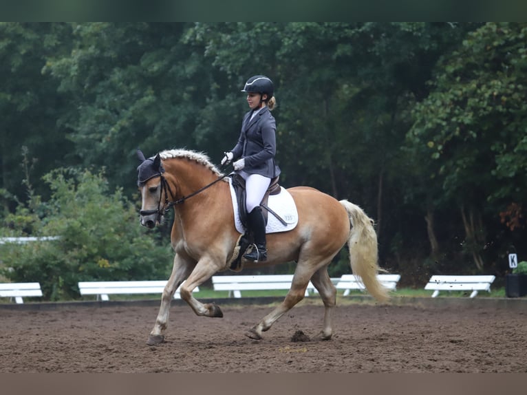 Haflinger Hongre 11 Ans 154 cm Alezan in Hamburg Spadenland