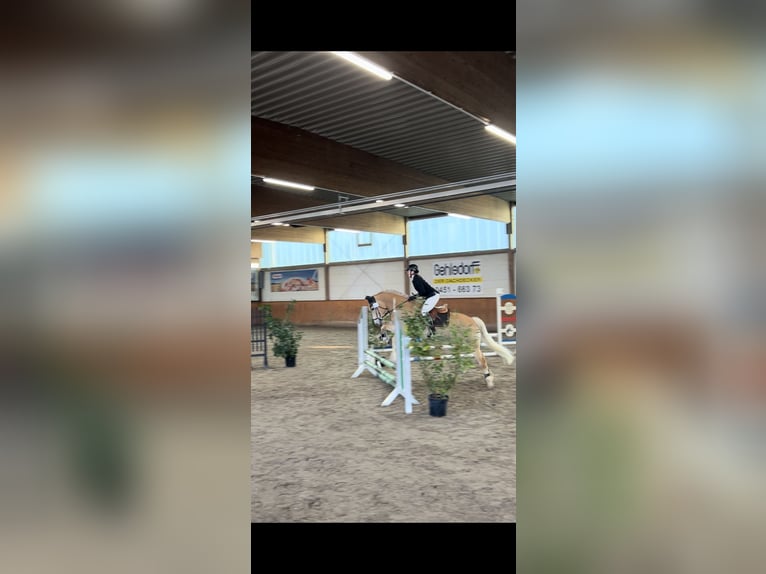 Haflinger Hongre 11 Ans 154 cm Alezan in Hamburg Spadenland