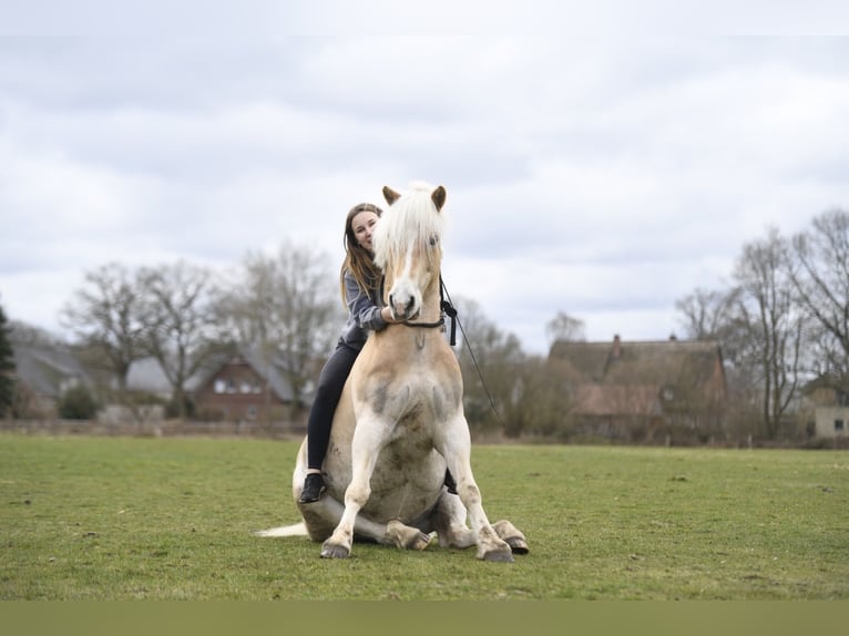 Haflinger Hongre 11 Ans 154 cm Alezan in Hamburg Spadenland