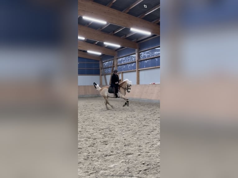 Haflinger Hongre 11 Ans 154 cm Alezan in Hamburg Spadenland