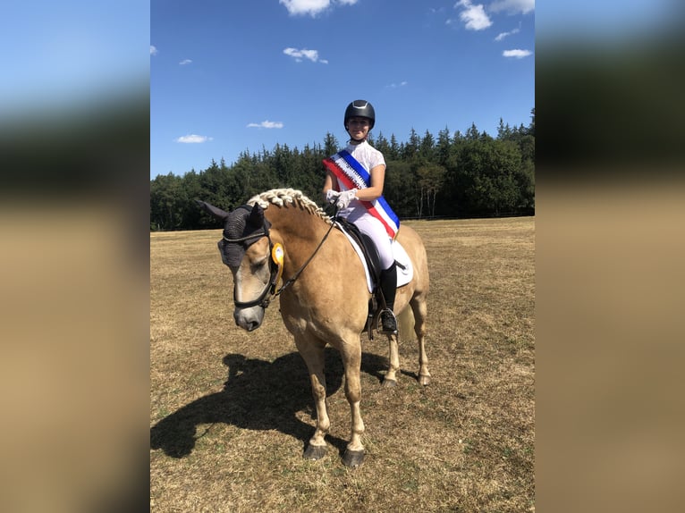 Haflinger Hongre 11 Ans 154 cm Alezan in Hamburg Spadenland