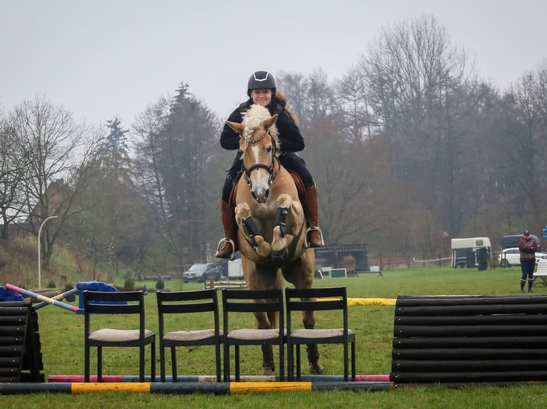 Haflinger Hongre 11 Ans 154 cm Alezan in Hamburg Spadenland