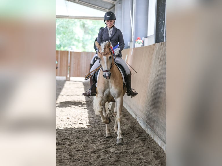 Haflinger Hongre 11 Ans 154 cm Alezan in Hamburg Spadenland