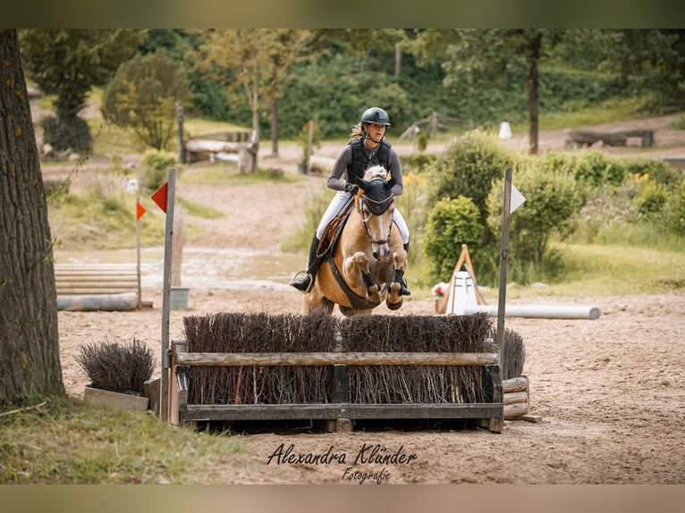 Haflinger Hongre 11 Ans 154 cm Alezan in Hamburg Spadenland