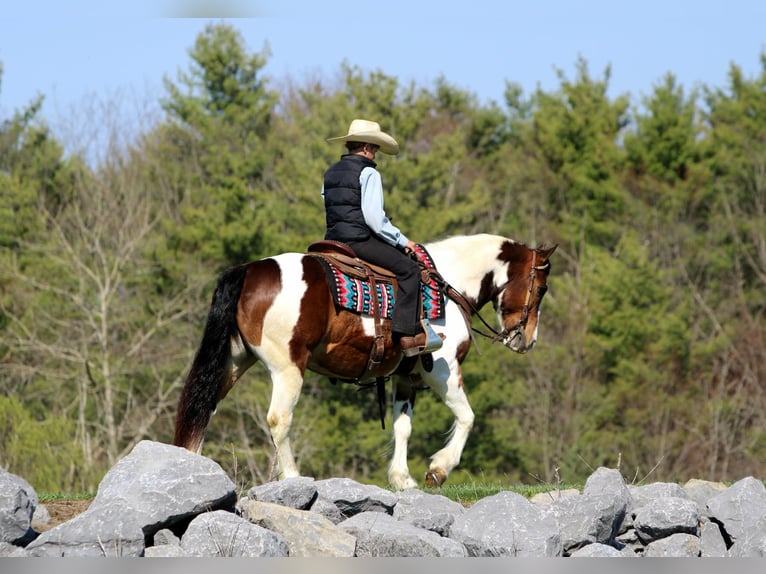 Haflinger Hongre 12 Ans 147 cm Pinto in Rebersburg