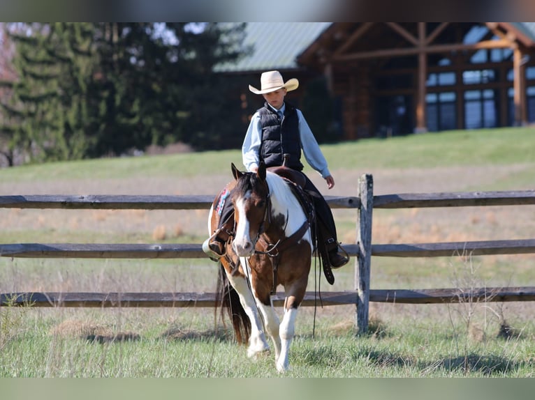 Haflinger Hongre 12 Ans 147 cm Pinto in Rebersburg