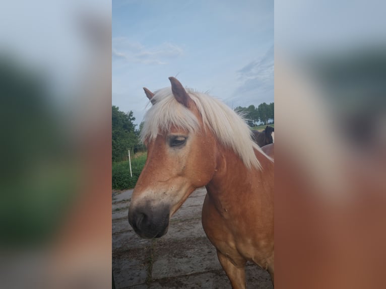 Haflinger Hongre 12 Ans 149 cm Bai in Rotterdam