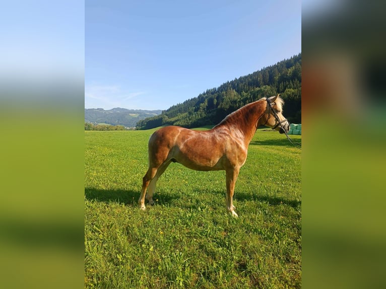 Haflinger Hongre 12 Ans 150 cm Alezan in St.Georgen an der Stiefing