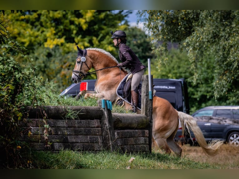 Haflinger Hongre 12 Ans 150 cm Alezan in Wingst