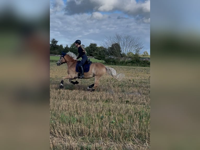Haflinger Hongre 12 Ans 152 cm Alezan in Nordhackstedt
