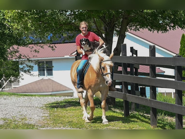 Haflinger Hongre 12 Ans Alezan cuivré in Millersburg
