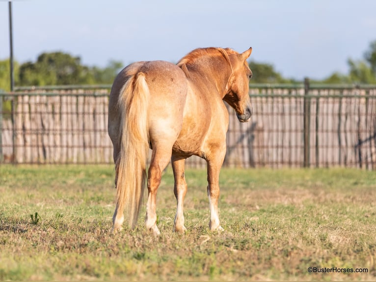 Haflinger Hongre 13 Ans 142 cm Alezan brûlé in Weatherford TX
