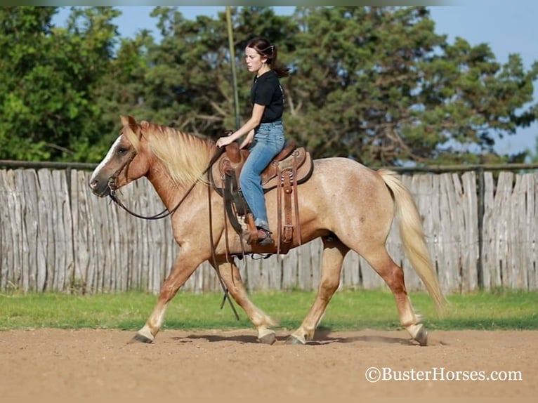 Haflinger Hongre 13 Ans 142 cm Alezan brûlé in Weatherford TX