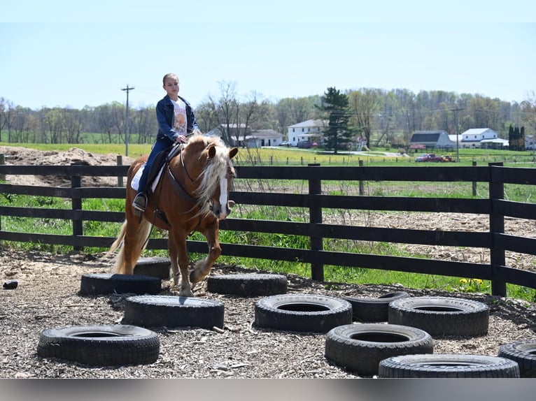 Haflinger Hongre 13 Ans 147 cm Alezan brûlé in Wooster OH