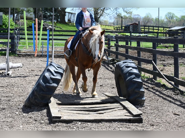 Haflinger Hongre 13 Ans 147 cm Alezan brûlé in Wooster OH